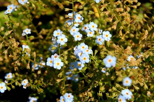 Myosotis palustris `Bill Baker` - Sumpfvergissmeinnicht