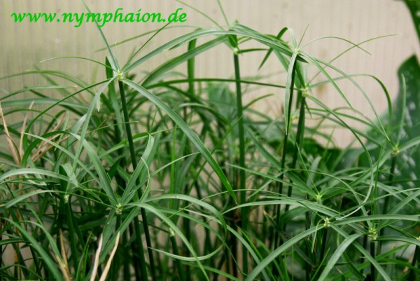 Cyperus alternifolius 'Gracilis' - Zwerg-Zyperngras