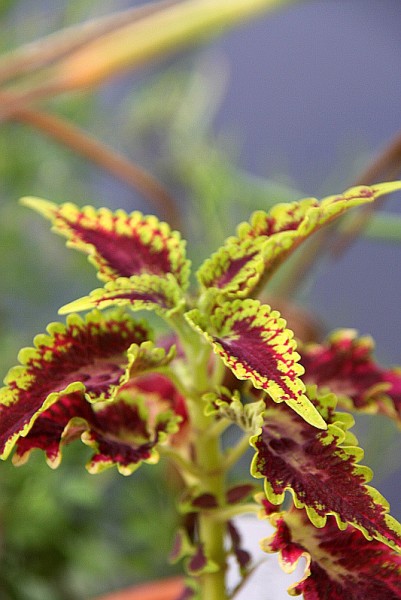 Solenostemon `Olympic Torch` - Buntnessell