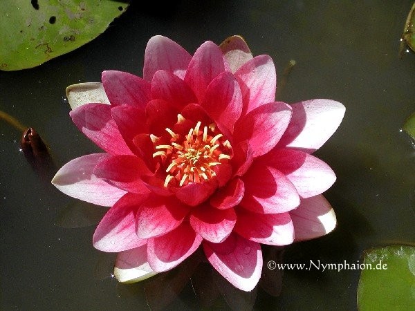 Nymphaea `Laydekeri Purpurata` - Winterharte Seerose