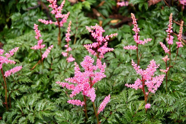 Astilbe x crispa `Perkeo` - Astilbe