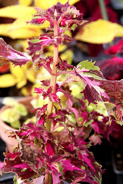 Solenostemon `Dazzler` - Buntnessel