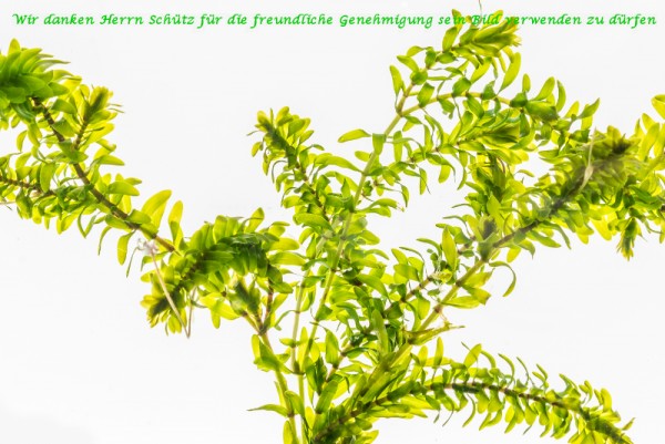 Elodea canadensis [Michx.] - Kanadische Wasserpest-GROßPORTION