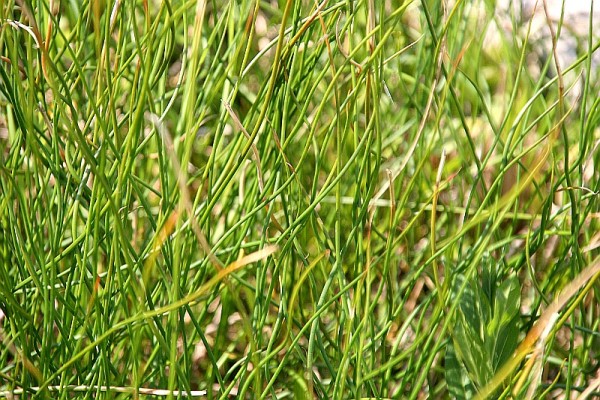 Juncus inflexus `Afro` - Korkenzieherbinse