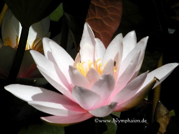 Nymphaea `Marliacea Rosea` - Winterharte Seerose