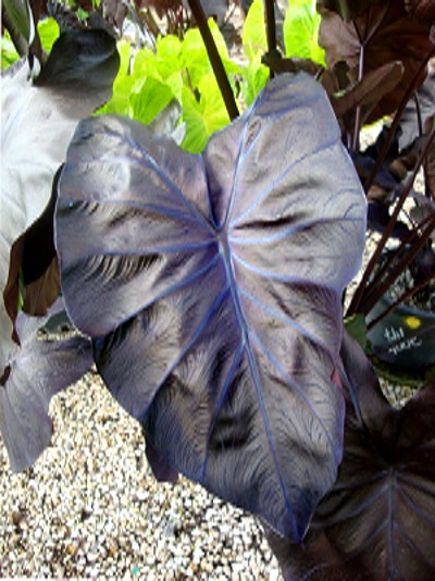 Colocasia esculenta `Black Coral` - Taro