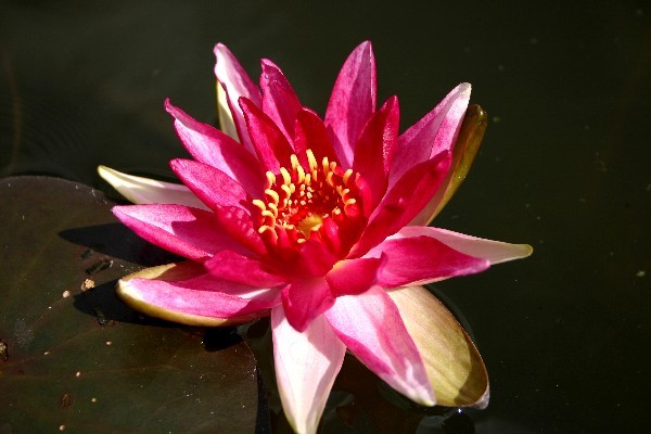 Nymphaea `Perry`s Red Beauty` - Winterharte Seerose