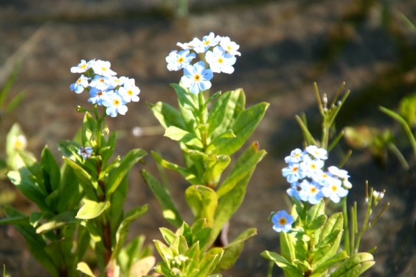 Myosotis palustris `Perle von Ronnenberg` - Sumpfvergissmeinnicht