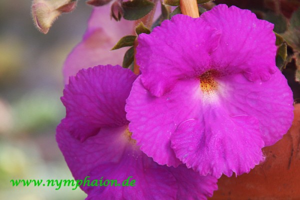 Achimenes `Sterntaler`- Schiefteller