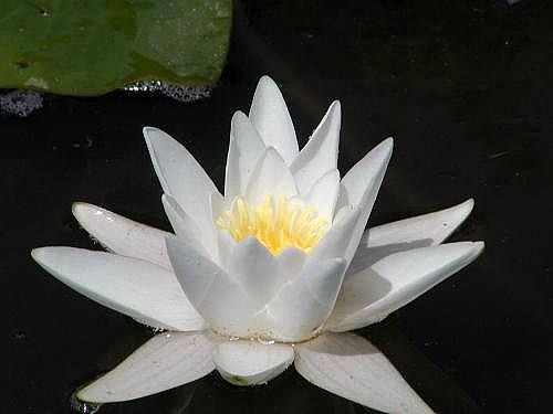 Nymphaea alba [L.] - Weisse Seerose