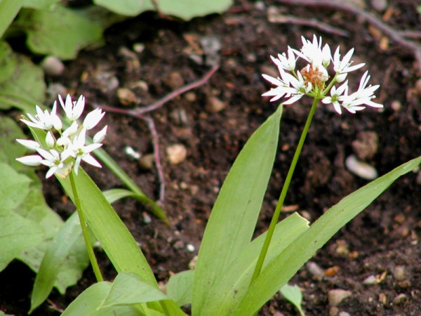 Allium ursinum L. - Bärlauch