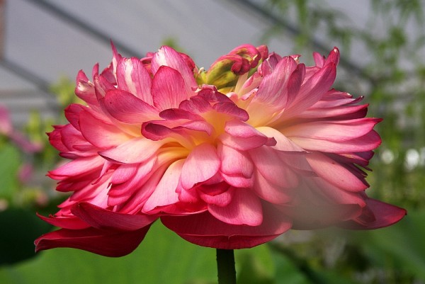 Nelumbo `Rote Lippen` - Lotosblume