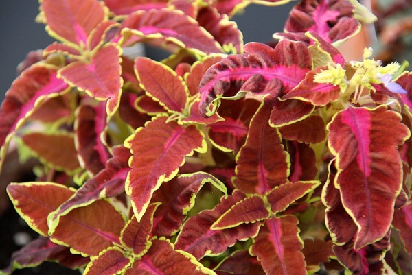 Solenostemon `Midway Curly Magenta` - Buntnessel