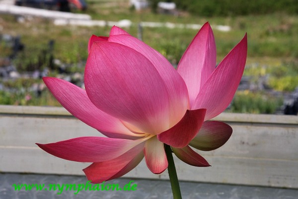 Nelumbo `Rote Dämmerung` - Lotosblume