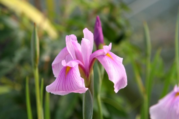 Iris laevigata `Rose Queen` - Asiatische Sumpfschwertlilie