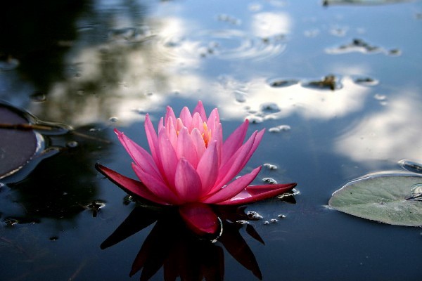 Nymphaea `Suavissima` - Winterharte Seerose