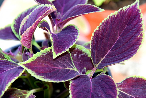 Solenostemon `Vino` - Buntnessel