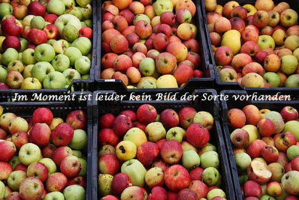 Apfel 'Aufhofer Klosterapfel'