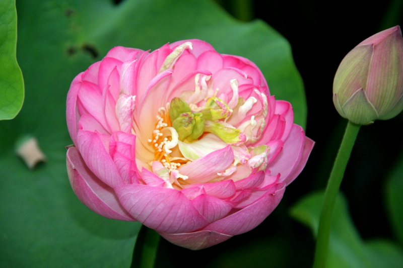 Nelumbo-Yang-Zhou-Wan-Lian-04-07-07-01