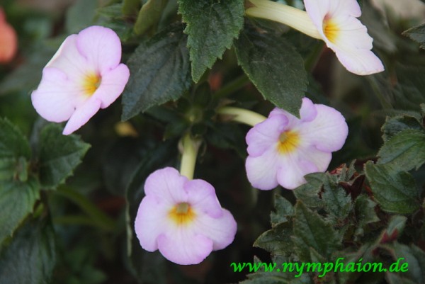 Achimenes `King of Windsor` - Schiefteller