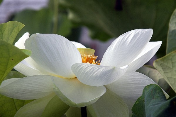 Nelumbo `Shiroman` - Lotosblume