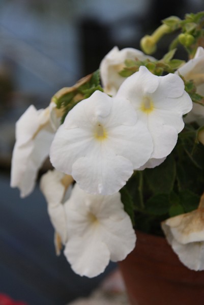 x Achimenantha `Aries` - Schiefteller