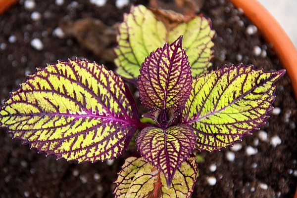 Solenostemon `Fishnet Stocking` - Buntnessel