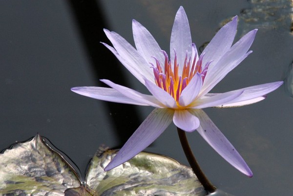 Nymphaea `Tanglewood Blue` - Tropische Seerose