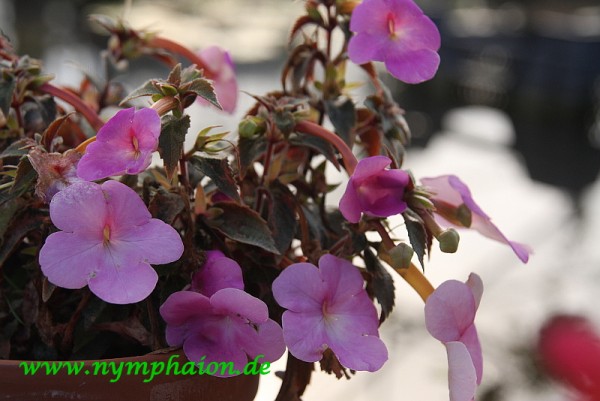 Achimenes `Pally`-Schiefteller