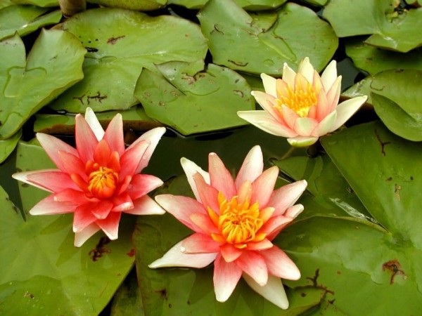 Nymphaea `Sioux` - Winterharte Seerose