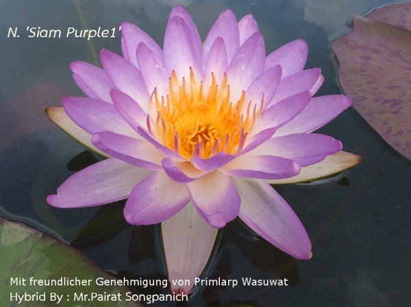 Nymphaea `Siam Purple` - Winterharte Intersubgenerische Seerose