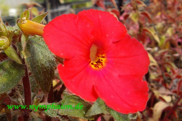 Achimenes `Primadonna` - Schiefteller