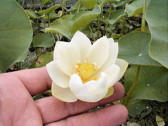 Nelumbo `Mario Zanfardino` - Lotosblume