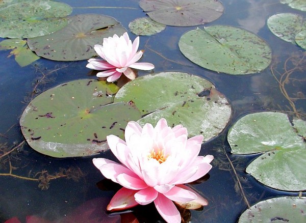 Nymphaea `Peter Slocum` - Winterharte Seerose