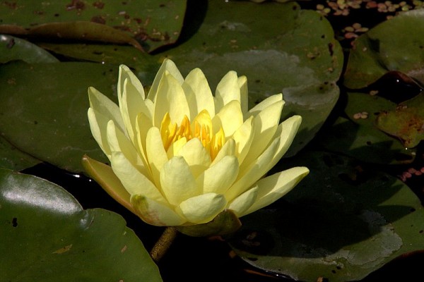 Nymphaea `Joey Tomocik` - Winterharte Seerose