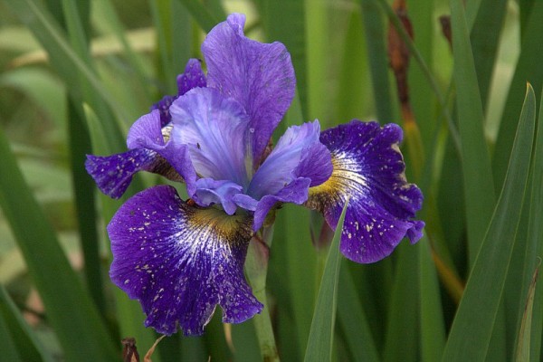 Iris sibirica `Caesars Brother` - Wiesenschwertlilie