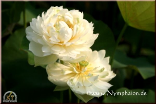 Nelumbo `Grüne Wolken` - Lotosblume