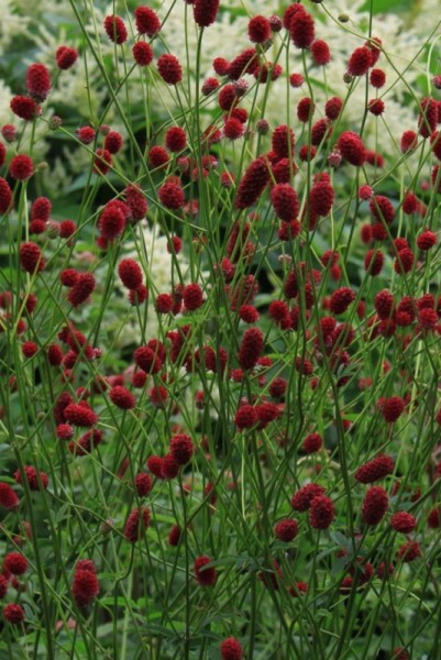 Sanguisorba officinalis 'Tanna' - Großer Wiesenknopf