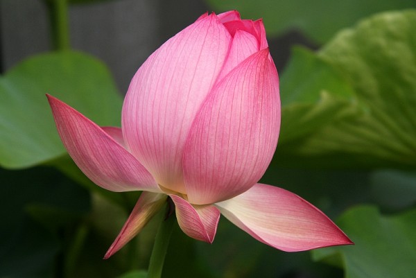 Nelumbo `Caoza` - Lotosblume