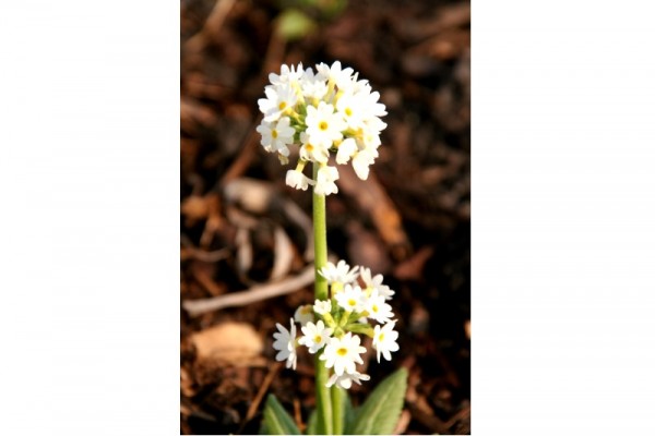 Primula denticulata `Alba` - Kugelprimel