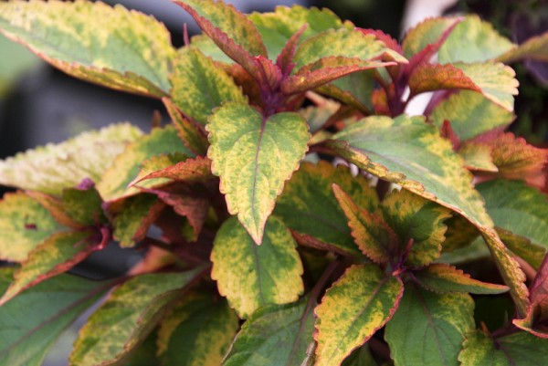 Solenostemon `Green Chartreuse` - Buntnessel