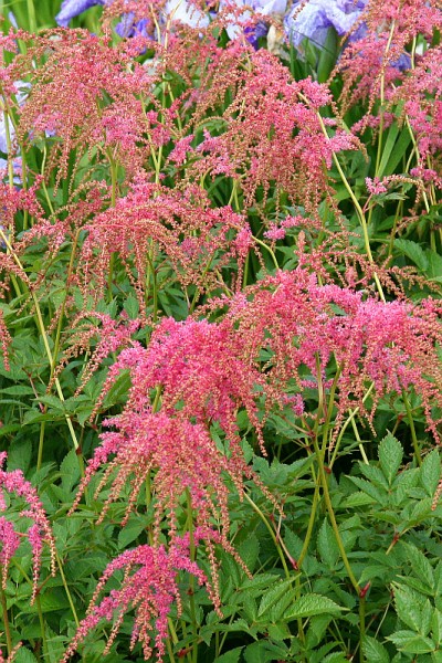 Astilbe thunbergii `Straussenfeder` - Prachtspiere, Astilbe