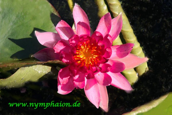 Nymphaea `Erhard Oldehoff` - Winterharte Seerose