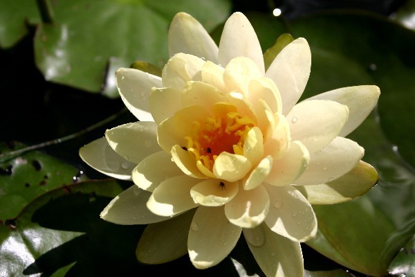 Nymphaea `Peaches and Cream` - Winterharte Seerose