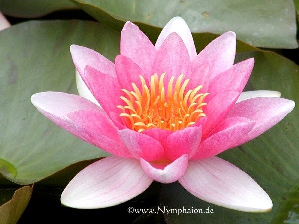 Nymphaea `Madame Maurice Laydeker` - Winterharte Seerose