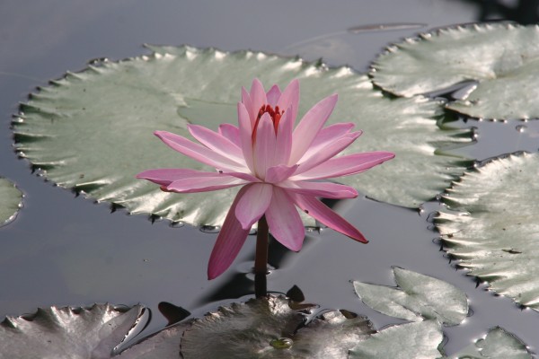 Nymphaea `Texas Shell Pink` - Tropische Seerosenknolle