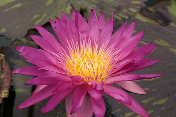 Nymphaea `Miami Rose` - Tropische Seerose