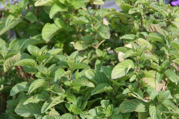 Mentha ' Hilarys Sweet Lemon` - Minze