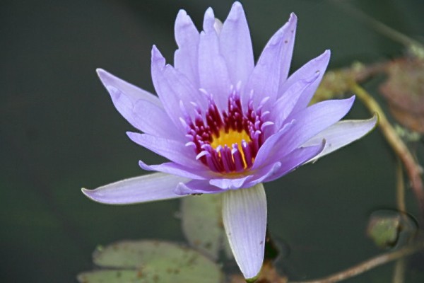 Nymphaea `Wood`s Blue Goddess` - Tropische Seerose