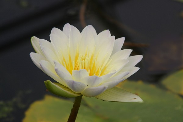 Nymphaea `Leangpoonsub` - Tropische Seerose